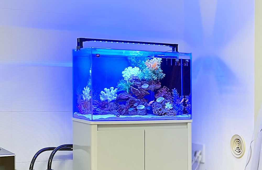 背面ろ過水槽 海水魚水槽 海水魚セット 海水魚飼育セット 背面ろ過水槽