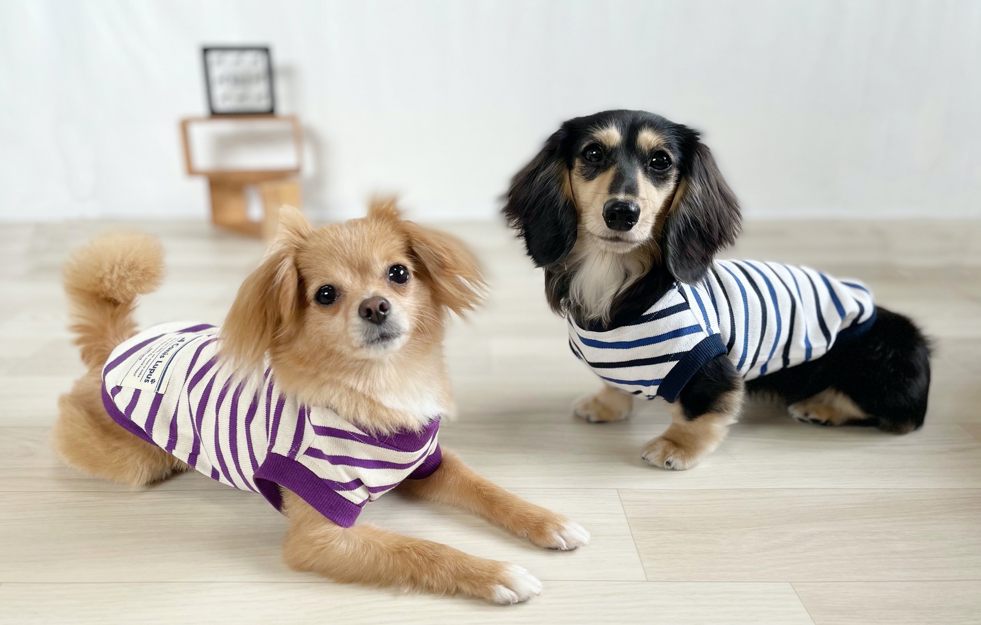 カニスルプス | LINE Official Account