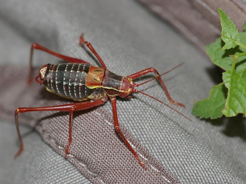 Family Tettigoniidae (Katydids, Long-horned grasshoppers and Bush
