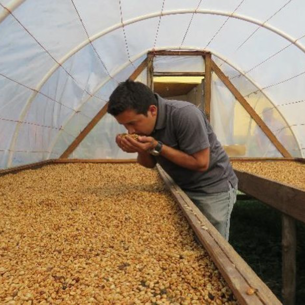 生豆 ホンジュラス SHG ウォッシュド 69KG ｜ 小川珈琲｜業務用