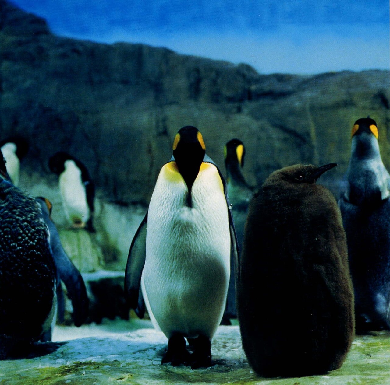 rashinban_rago.jpg?impolicy=