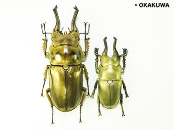 ギネス級標本が原型モデル！と各配信中など。: 三足のわらじ