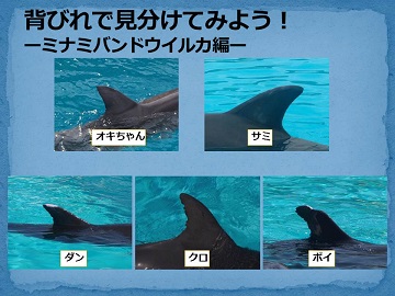 飼育員直伝 イルカの見分け方 | 公園だより | 海洋博公園 Official