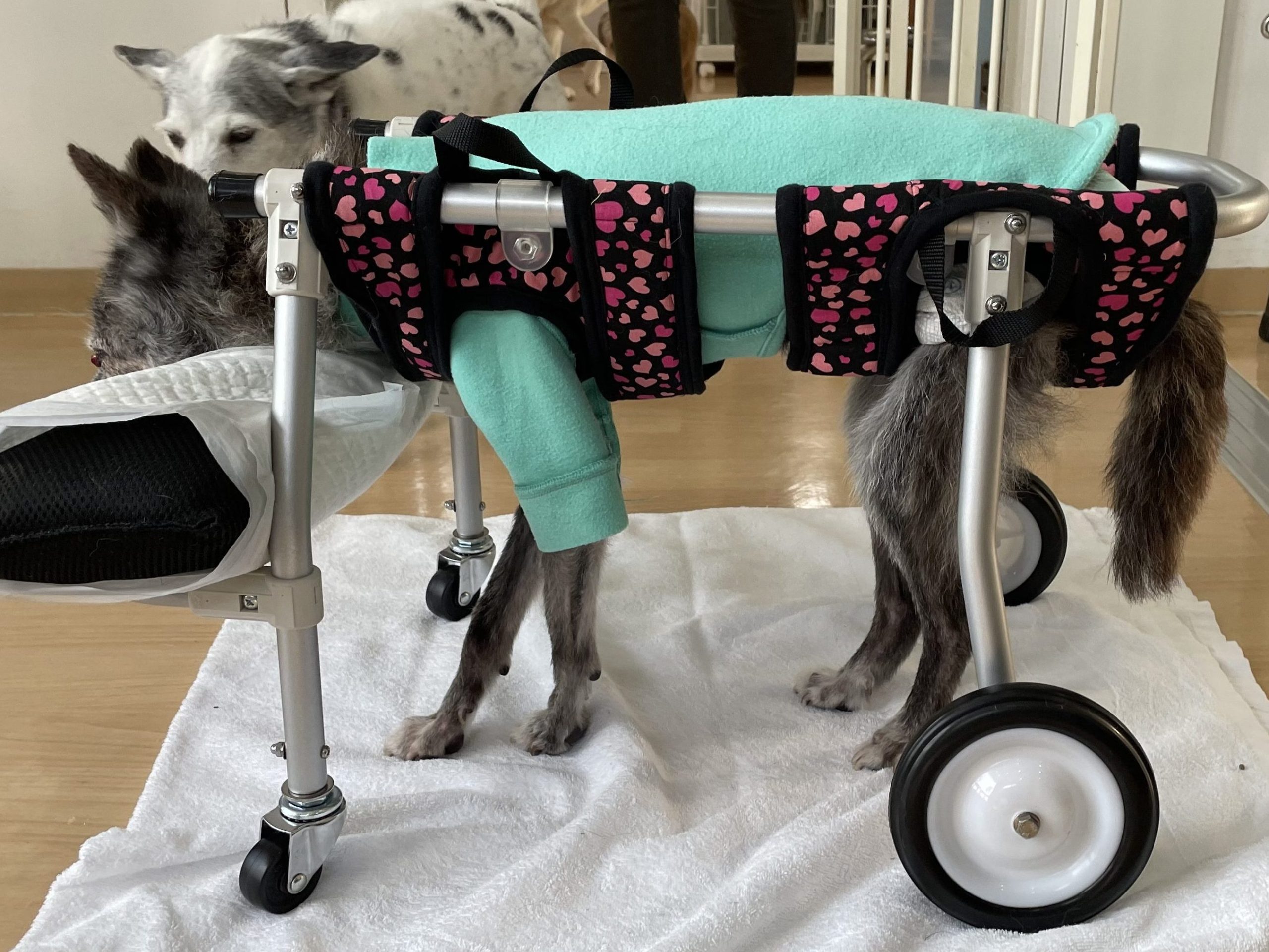 犬用車椅子、柴犬用4輪車、犬の車椅子 犬用車椅子、柴犬用