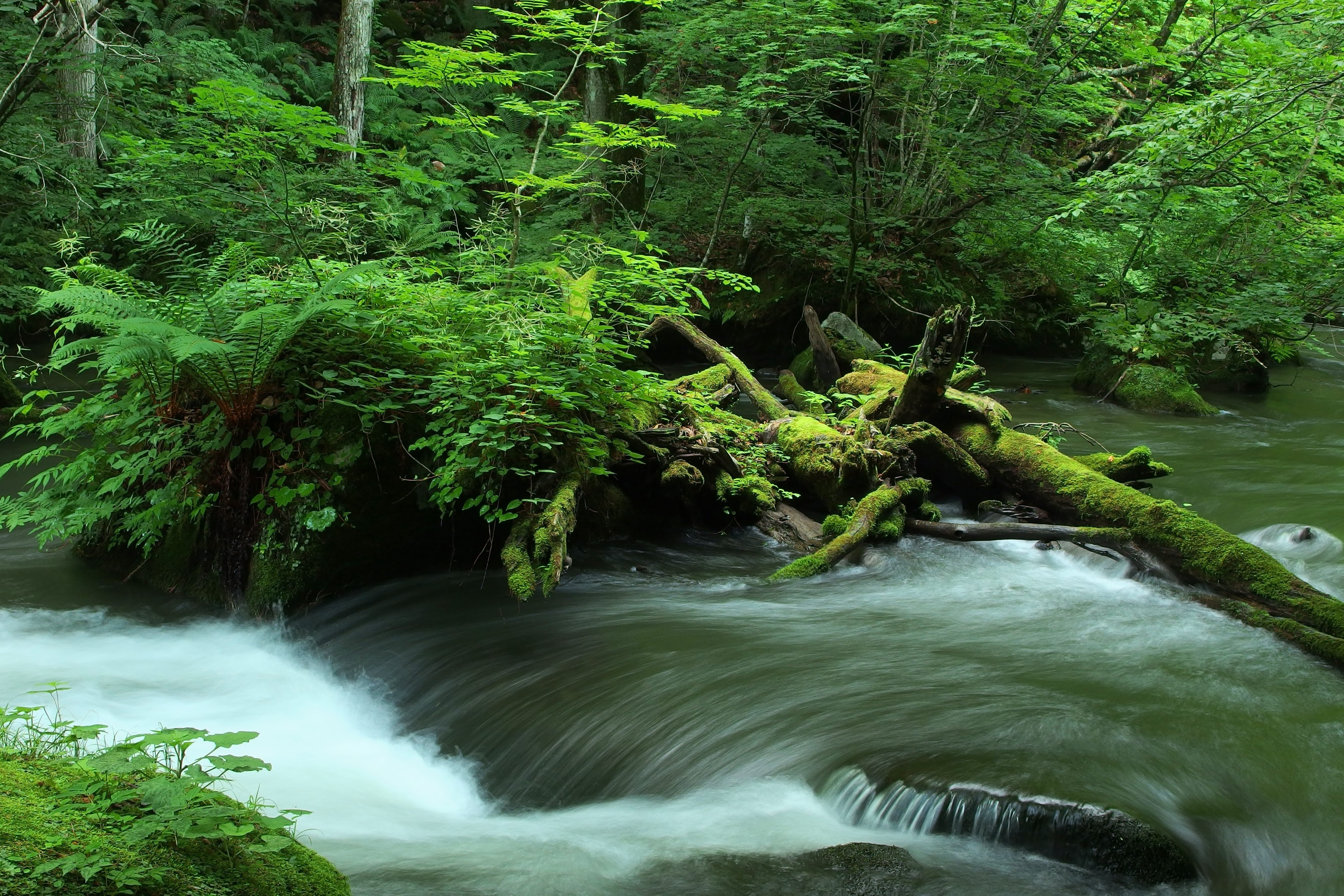 アカデミー講座 | 奥入瀬フィールドミュージアム