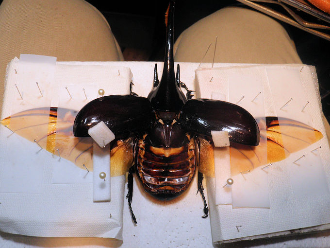 大型ネプチューンオオカブト標本 デパート 送料無料 1点もの【昆虫標本