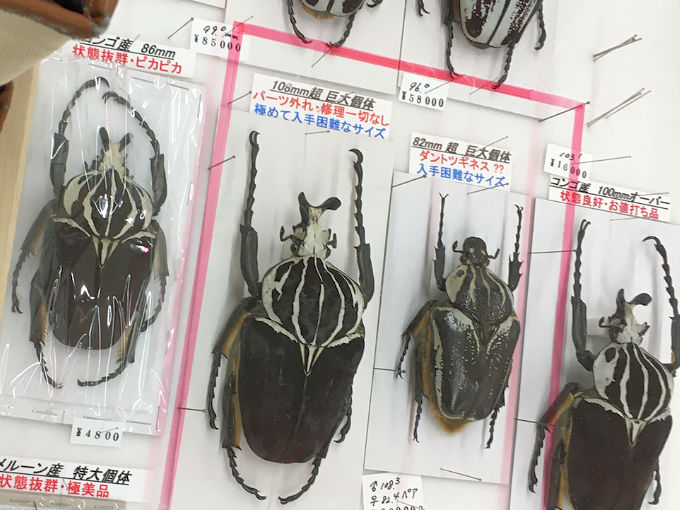 世界の昆虫標本即売会へ行ってきました。 | オオクワ京都昆虫館