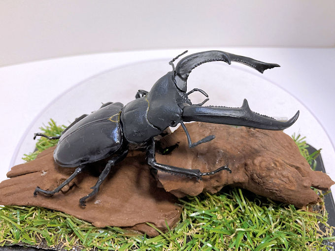 マンディブラリスフタマタ♂106mmレプリカジオラマ標本 | オオクワ