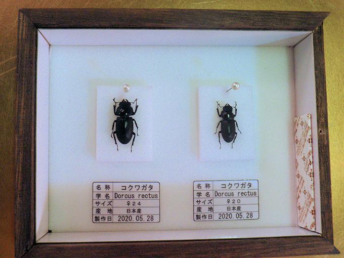 コガシラクワガタのペア【標本】 コガシラクワガタ 標本