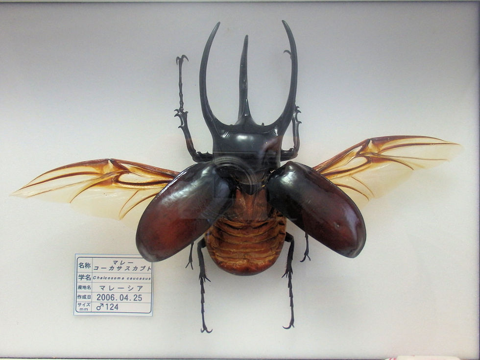 大型マレーコーカサス標本 【公式通販】