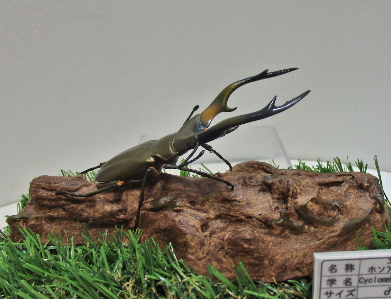 標本 エラフスホソタカクワガタ ドイツ箱 標本 エラフスホソタカ