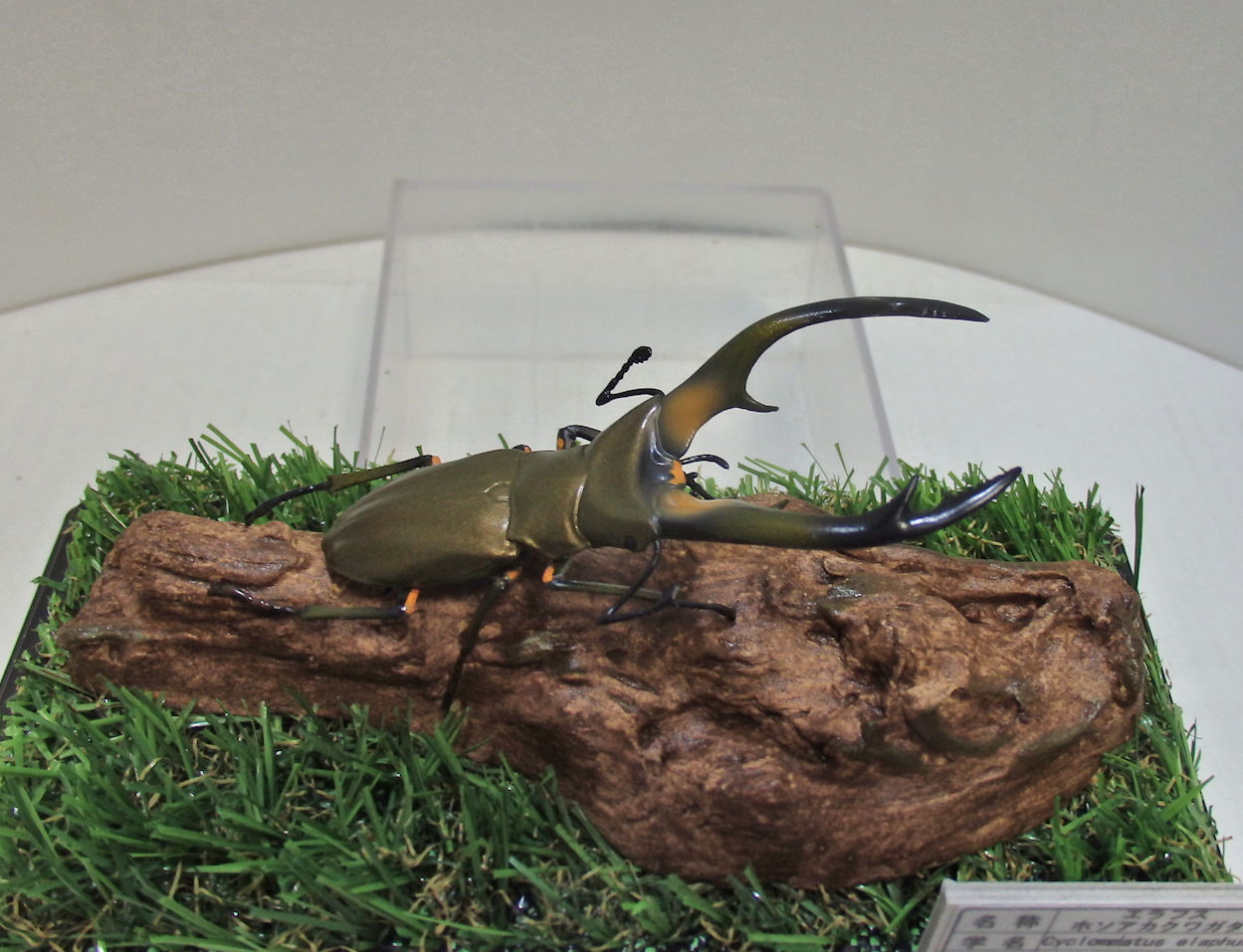 昆虫標本 キクロマトス13頭セット① 楽天市場】昆虫 標本 キットの通販