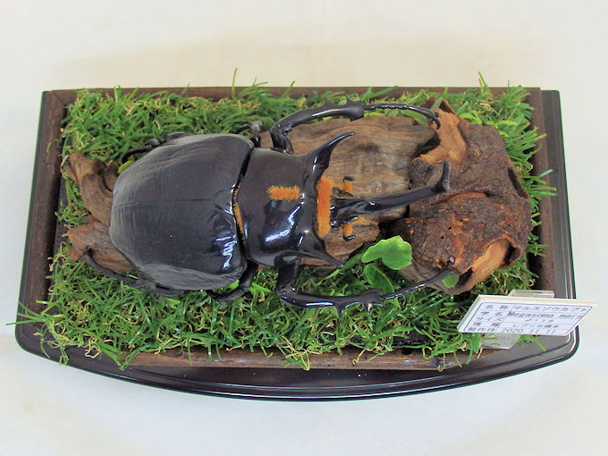 マルスゾウカブト♂118（レプリカ標本） | オオクワ京都昆虫館