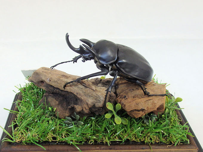 アクティオンゾウカブト標本♂♀