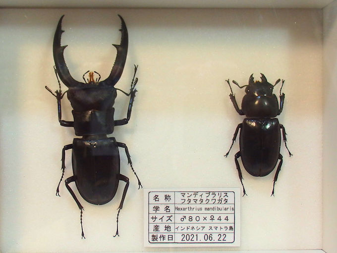 マンディブラリスフタマタ♂80＋♀44 | オオクワ京都昆虫館