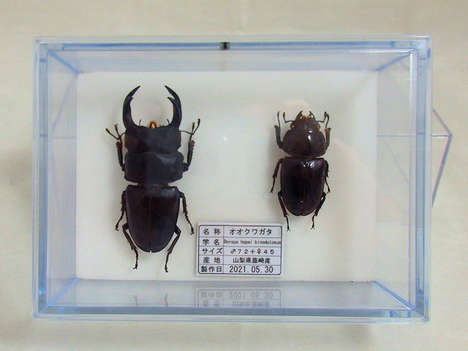 150mmup】オオキバウスバカミキリ標本 Macrodontia cervicornis 昆虫