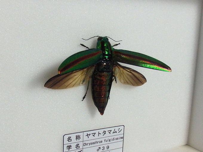 タマムシ飛翔標本の難易度が高い！！製作依頼がありました