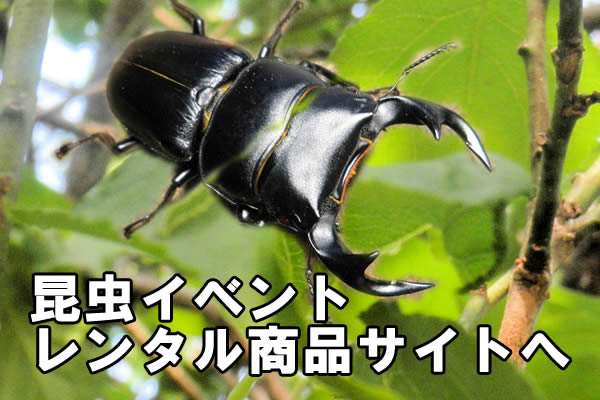 飛翔標本 | オオクワ京都昆虫館 クワガタ カブトムシ 昆虫標本 昆虫
