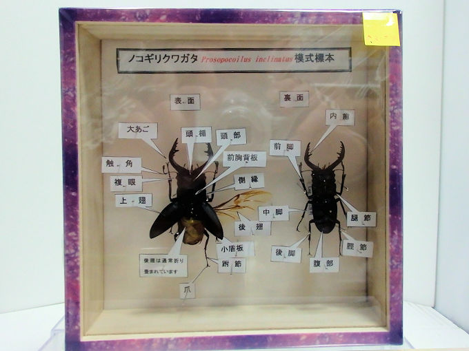 昨年に引き続きインセクトフェアin大阪 2023へ行ってきました