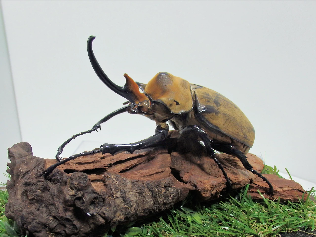 エレファスゾウカブト♂111mm ジオラマ標本 | オオクワ京都昆虫館