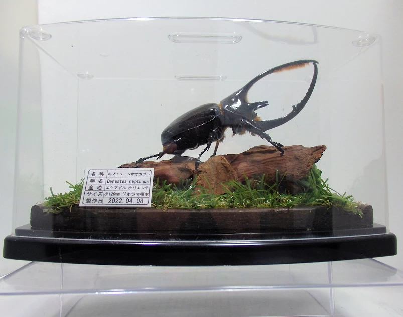 ネプチューンオオカブト♂126mm ジオラマ標本 | オオクワ京都昆虫館