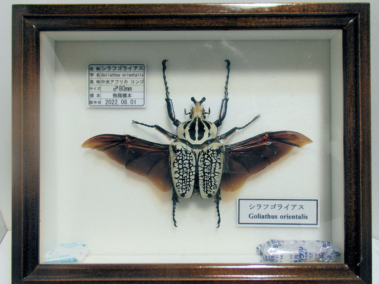 蝶標本 アカエリトリバネアゲハ各種 世界産地別コレクション 大型