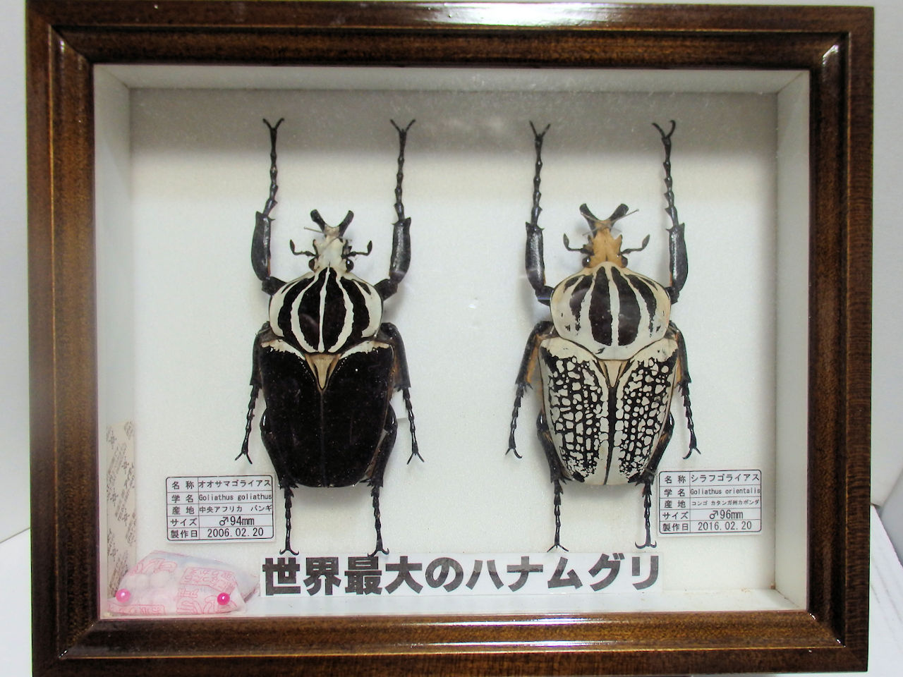 ゴライアスオオツノハナムグリ 昆虫標本 剥製 ゴライアスオオツノ