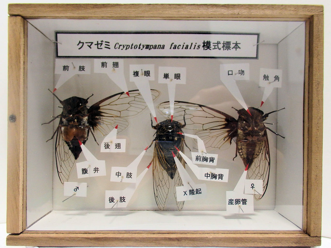 模式標本（図鑑のように部位説明）各種サイズ平面標本 5点セット（11