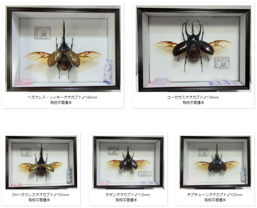 DHヘラクレスオオカブト♂152mm 飛翔標本 | オオクワ京都昆虫館