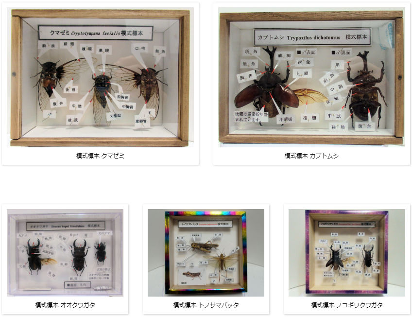 DHヘラクレスオオカブト♂152mm 飛翔標本 | オオクワ京都昆虫館