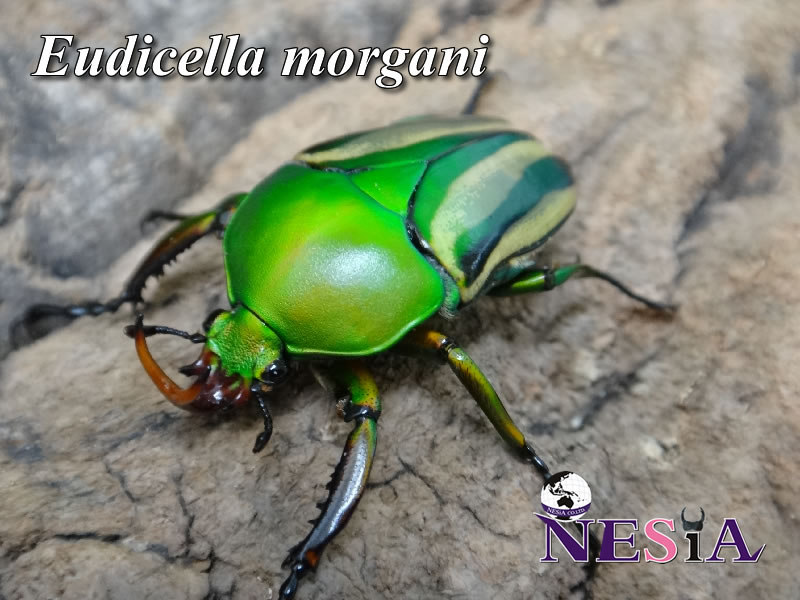 NESiA ONLINE SHOP / ハナムグリ