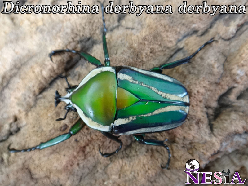 NESiA ONLINE SHOP / ハナムグリ