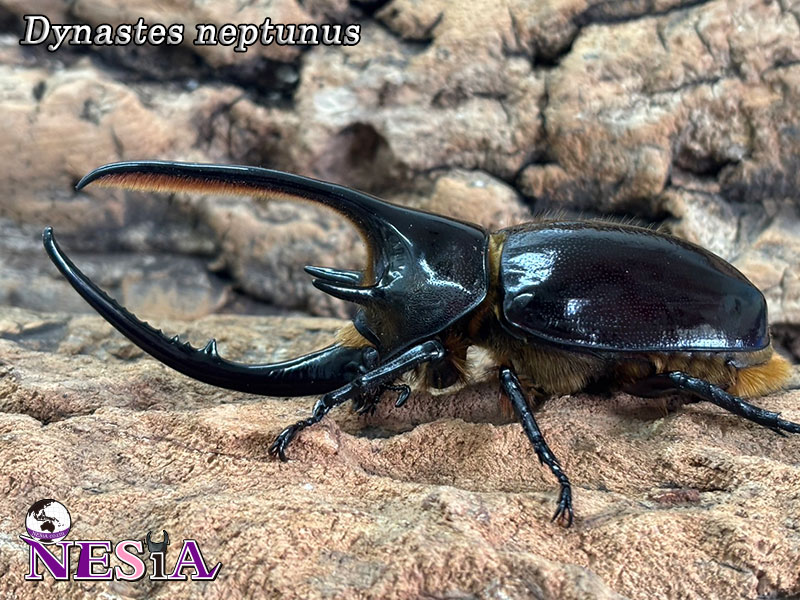 NESiA ONLINE SHOP / 【成虫ペア】ネプチューンオオカブト【コロンビア