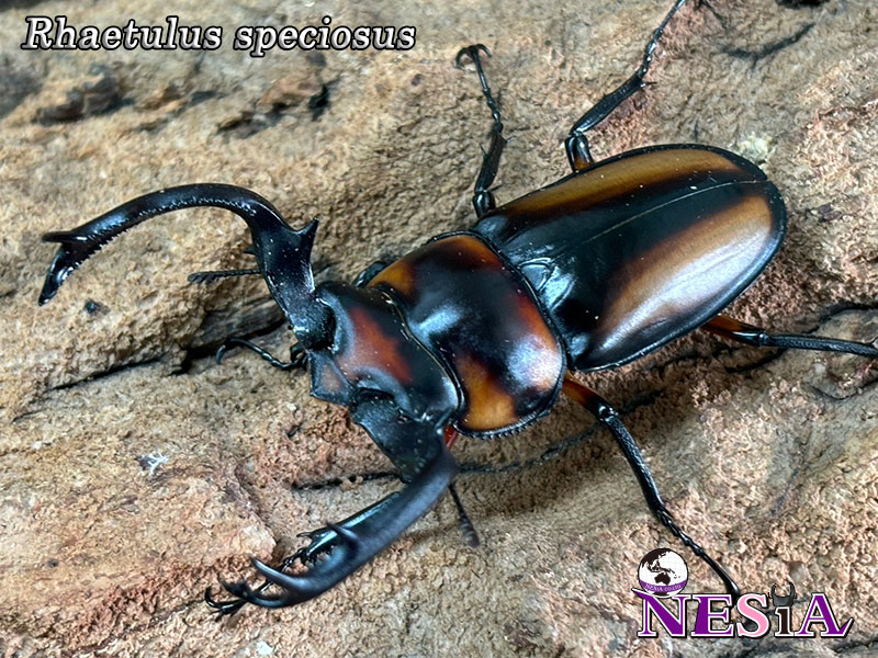 国産プロゼリー3000個KBファーム・カブトムシクワガタ 【木ぼく】