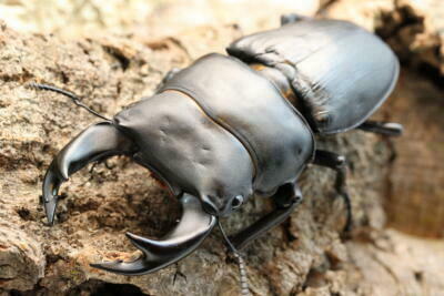 オオクワガタ ポペイ 最強個体 顎幅7.7㎜ 極太血統! 中国ホペイ