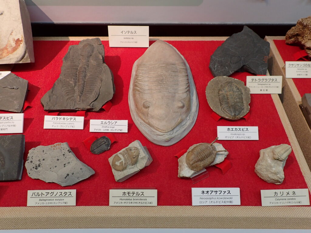 博物館級 三葉虫 群生 化石 標本 地学 博物館級 三葉虫 群生 化石 標本