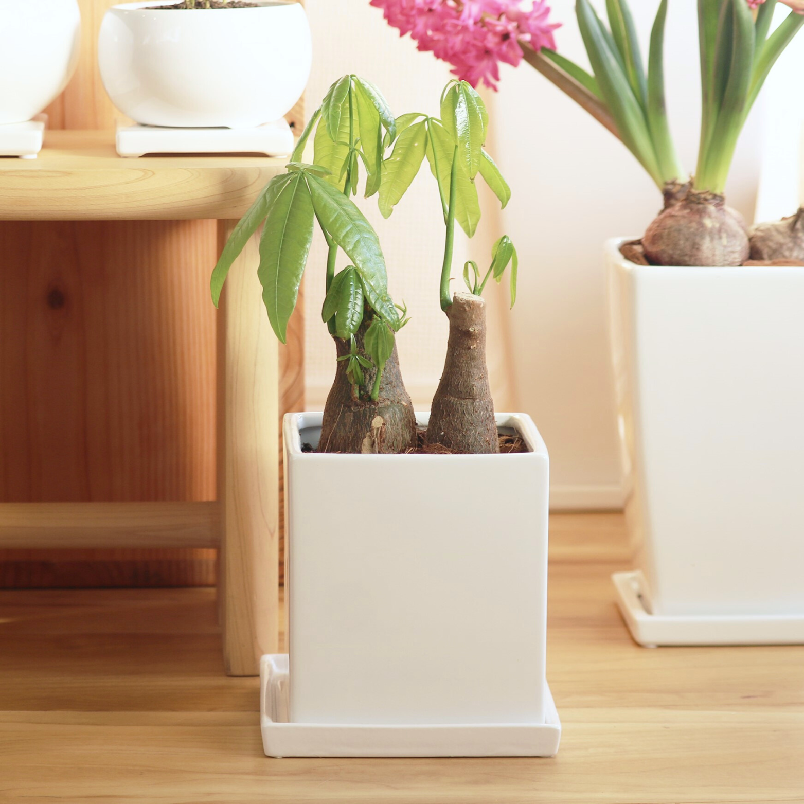 鉄瓶 白い植物模様 木箱付き 南部鉄器 ｜ 雑貨・日用品/その他 ｜ 健康