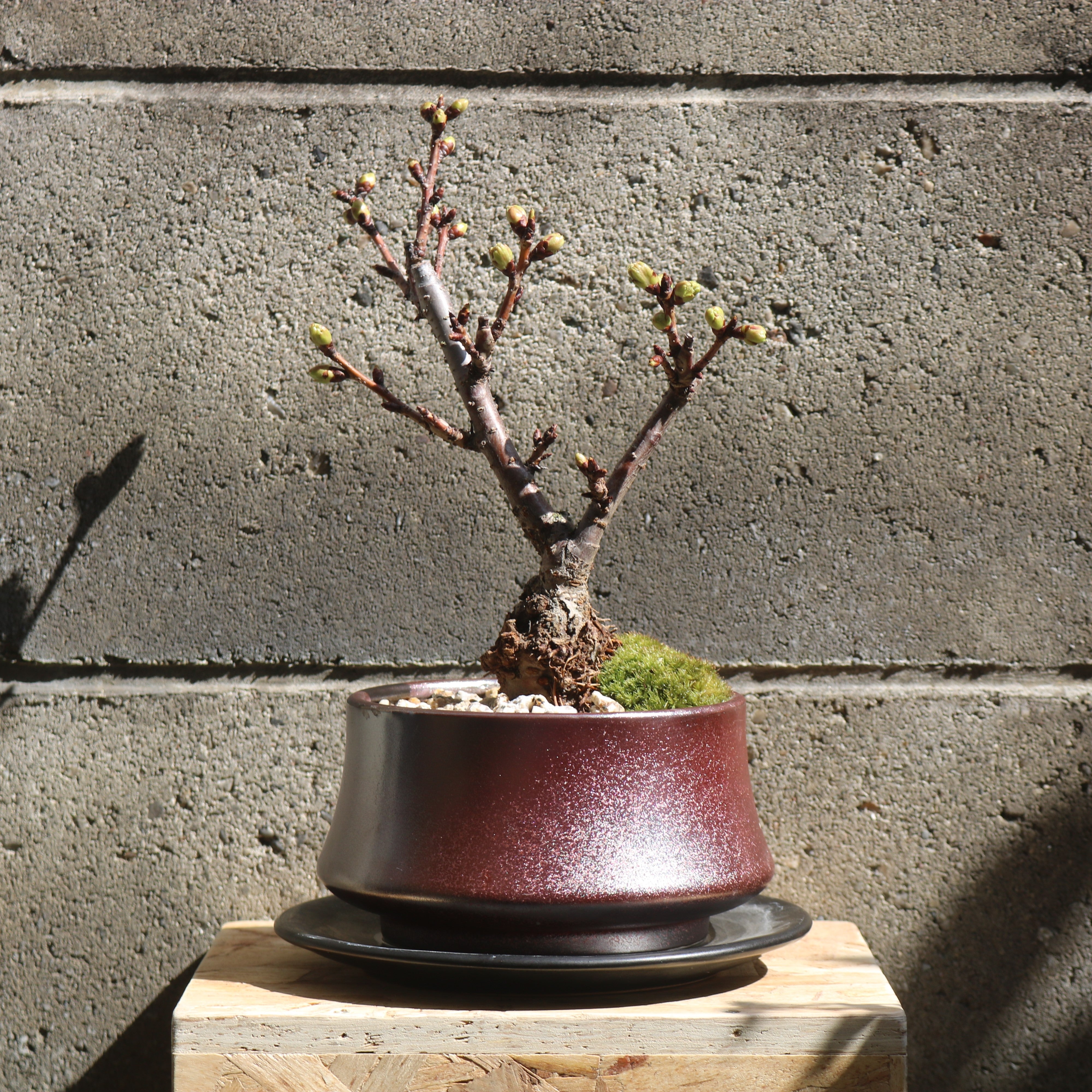 竜紋高脚楕円鉢 多肉植物鉢 紫砂鉢 盆栽鉢 植木鉢 小品盆栽鉢 大品盆栽