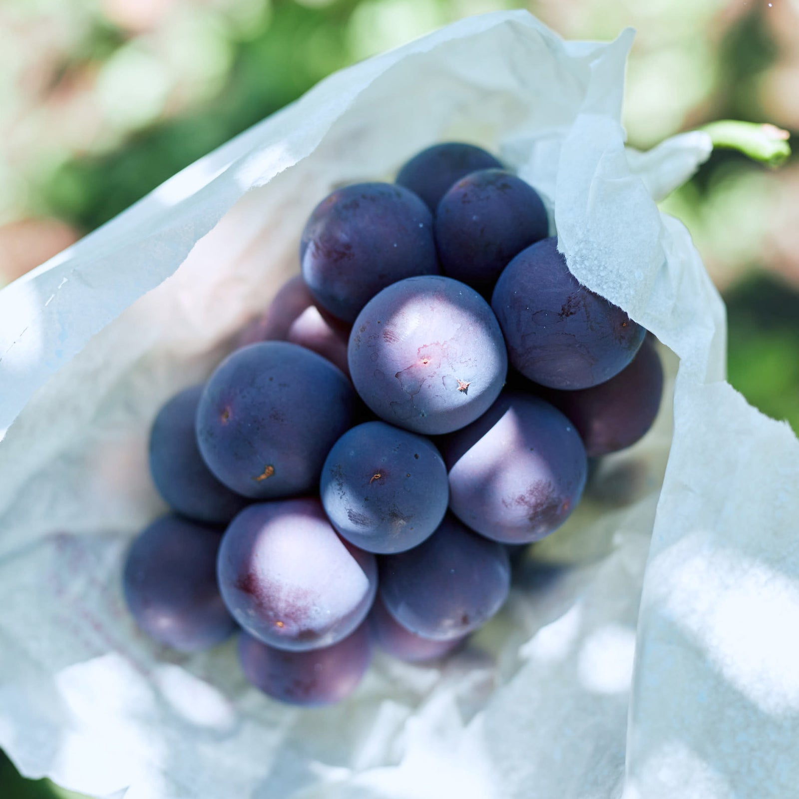 期間限定】生チョコレート