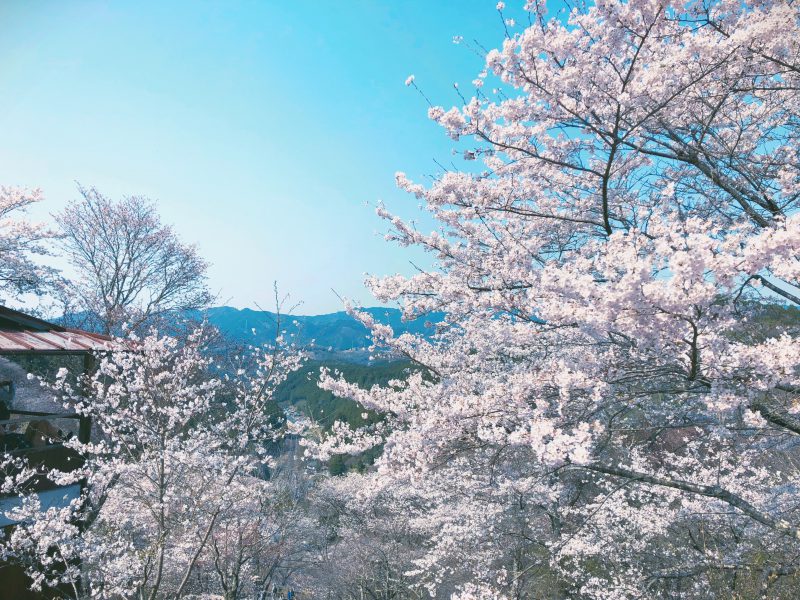 さくらふぶきの下を ふららと歩けば