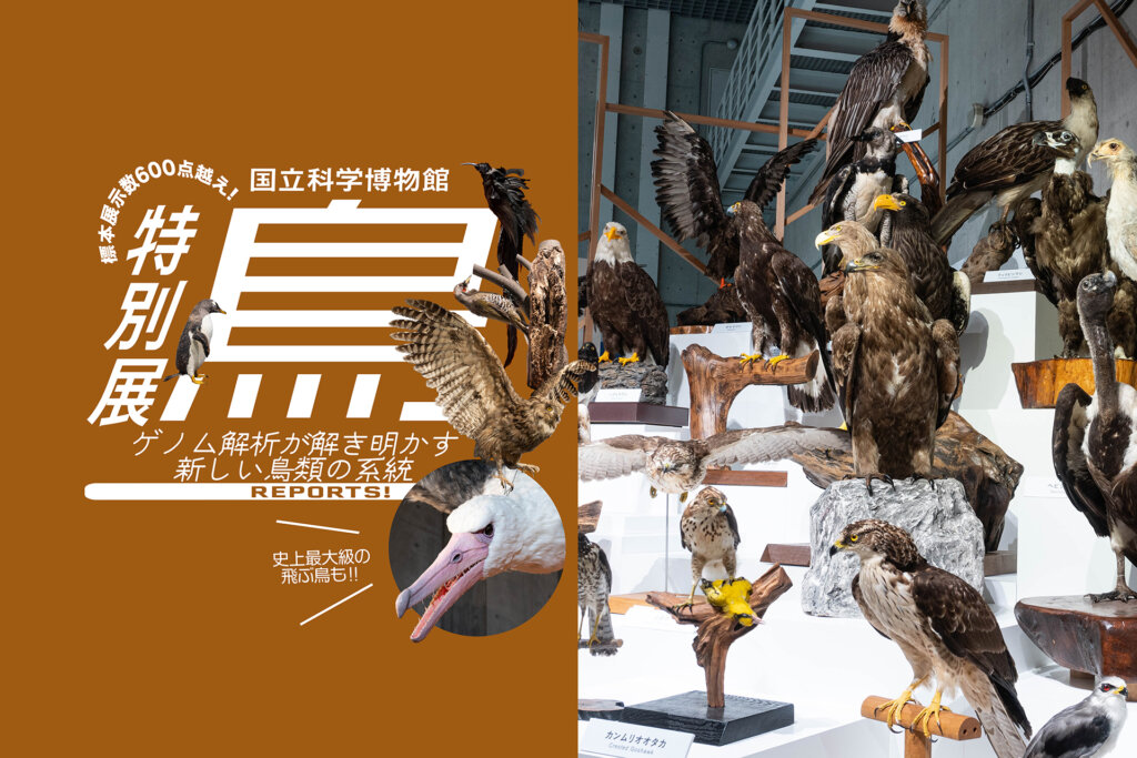 特別展 鳥】 標本展示600点以上! 新たな視点で紹介する、見応え＆学び