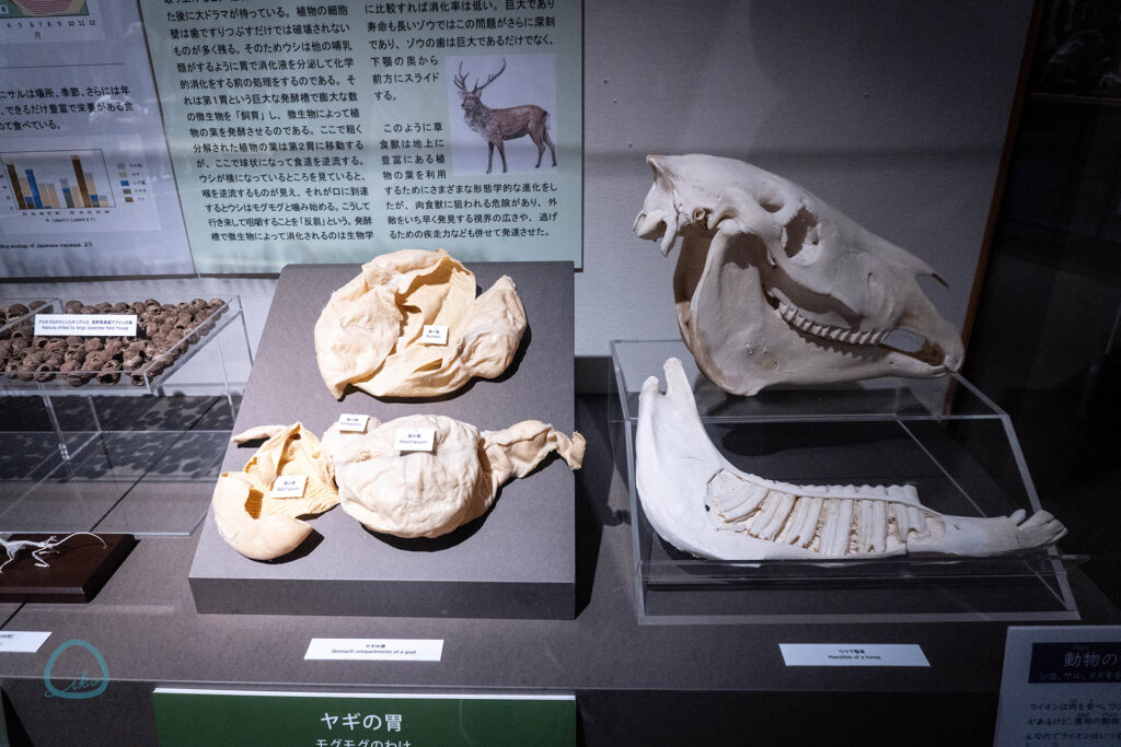 麻布大学 いのちの博物館】 本物の動物骨格標本と出会える学べる、穴場