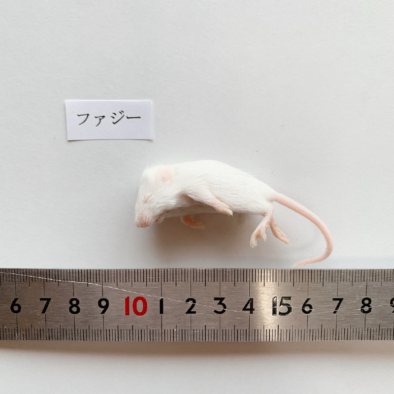 冷凍餌) マウス ファジー10匹パック ～6g | リトルモンスターおおさか