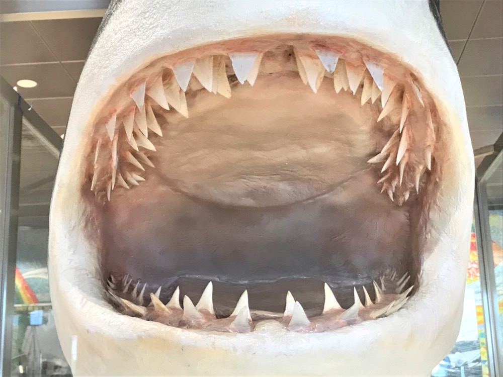 ホホジロザメ（Carcharodon carcharias）の歯 44.3mm ホホジロザメの
