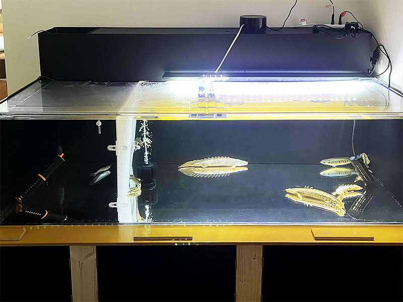 オーダーメイド水槽&上部フィルター】古代魚用大型アクリル水槽セット