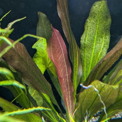 エキノドルススーパーレッド 一株 Yahoo!オークション - エキノドルス