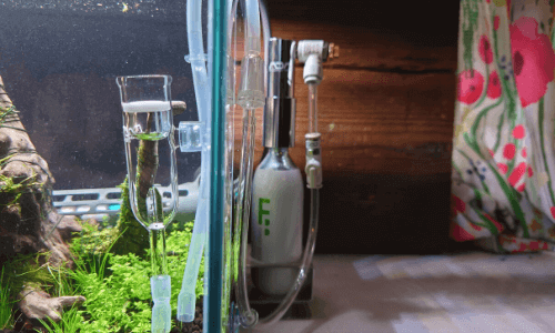 診断結果】CO2添加に挑戦しよう！ | Ordinary-Aquarium