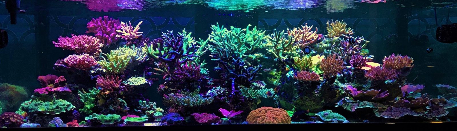 サンゴの成長に最適な光スペクトル•Orphek