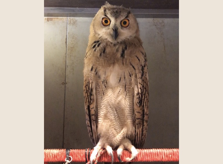 シベリアワシミミズク 剥製 頭部 ハンティングトロフィー ミミズク