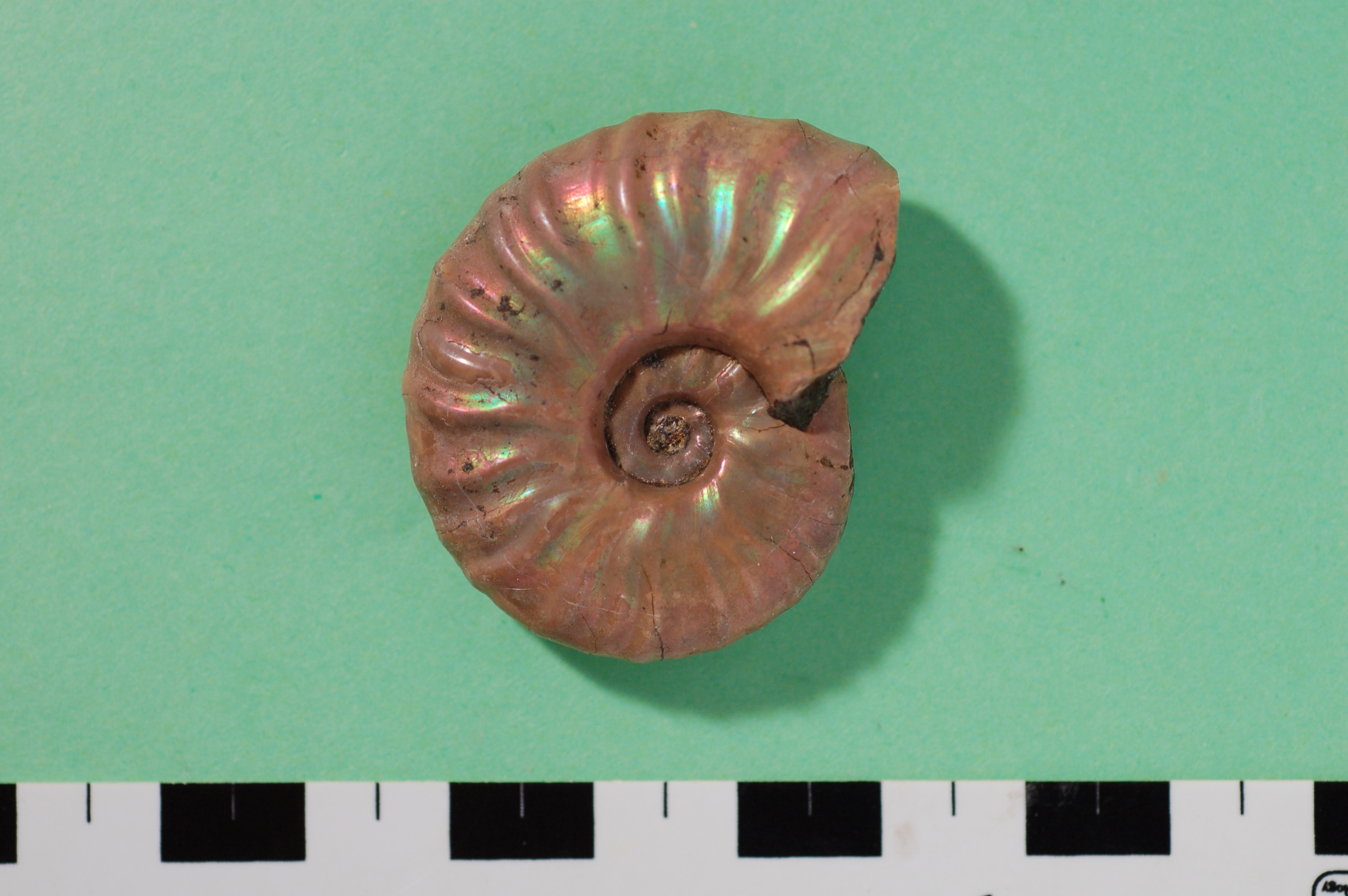 アンモナイト化石コース」について紹介します - 「国内最古級 恐竜化石